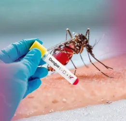 Dengue Fever Treatment