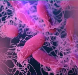 Salmonella Infection Treatment